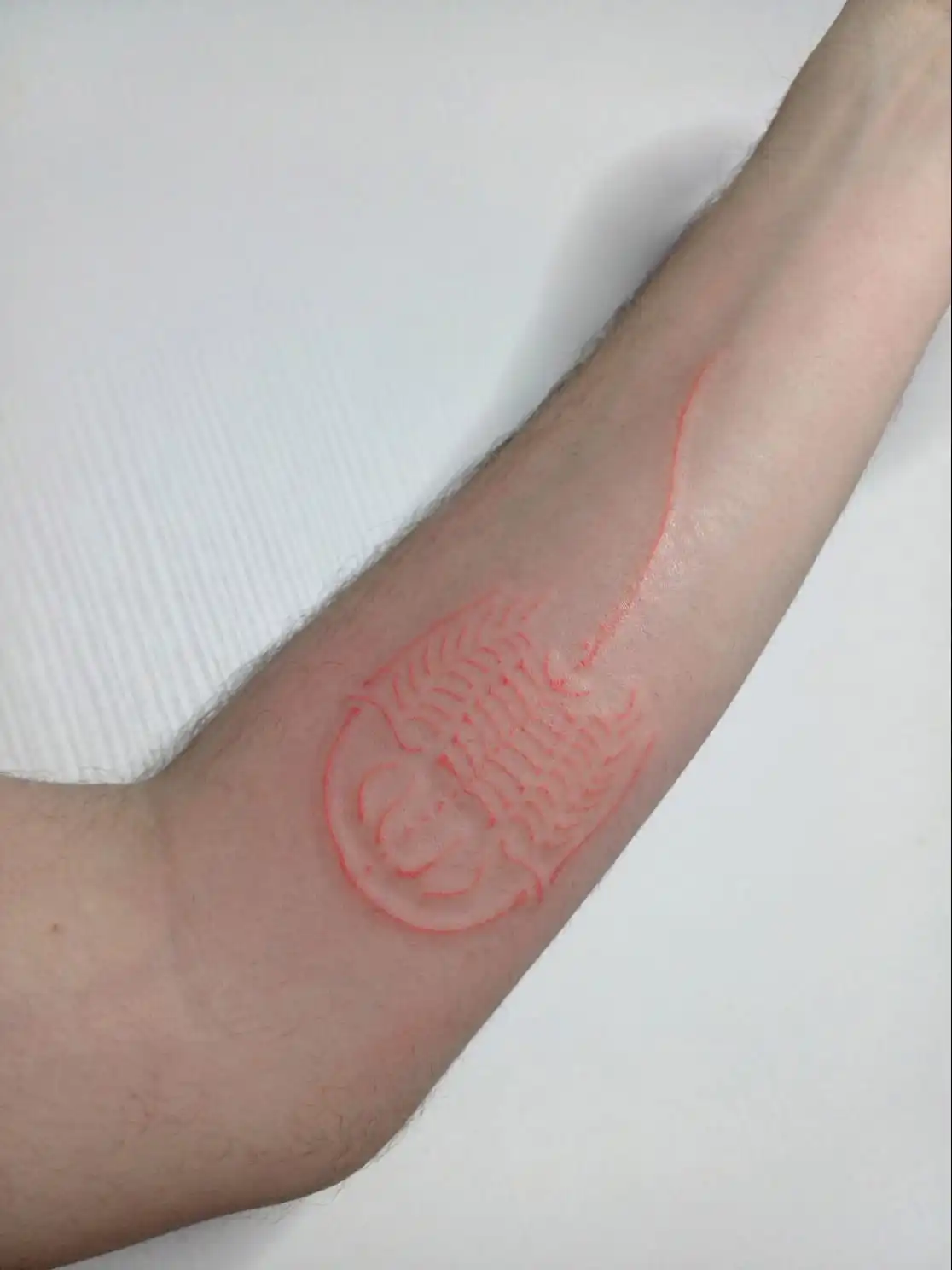 Tatuaggio trilobite su avambraccio color salmone